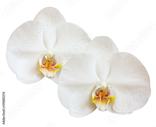 Fototapeta Naklejka Na Ścianę i Meble -  Orchid white flowers isolated on white