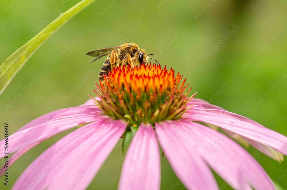 Bee pollinating echinacea flower close up. Bee pollinating echinacea flower close up.