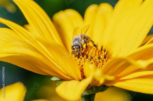 Flower and bee. Summer pollination.