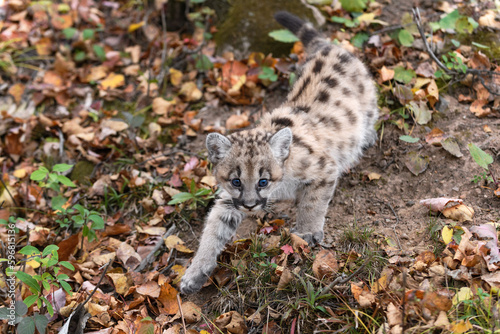 Cougar Kitten (Puma concolor) Steps Left While Looking Right Autumn © geoffkuchera