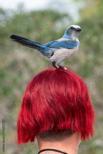 An endangered Florida scrub jay perches on the head of a birder who has bright red hair at Helen & Allan Cruickshank Sanctuary in Rockledge, FL photo