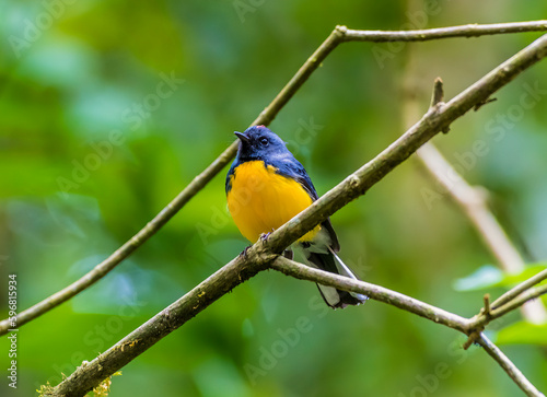 A view of the Slate throated redstart on a branch in the cloud forest in Monteverde, Costa Rica in the dry season