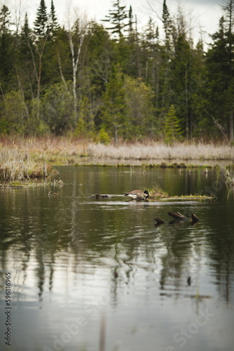 A Canadian Goose at Frink Conservation Area in Ontario, Canada. Nature and wildlife in North America. © Erika Norris