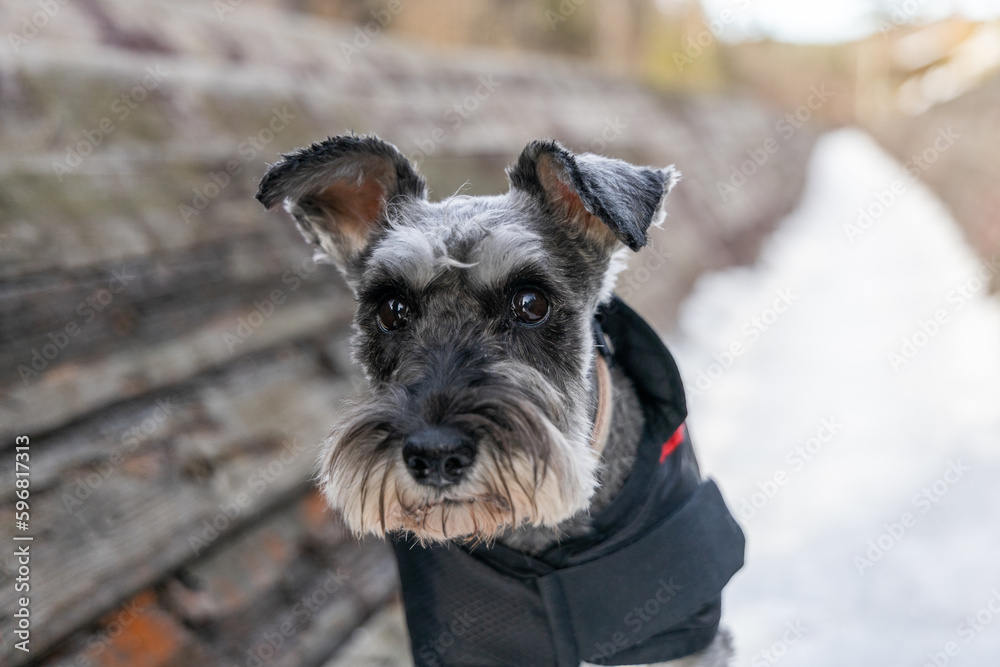 Portrait of a dwarf schnauzer dog