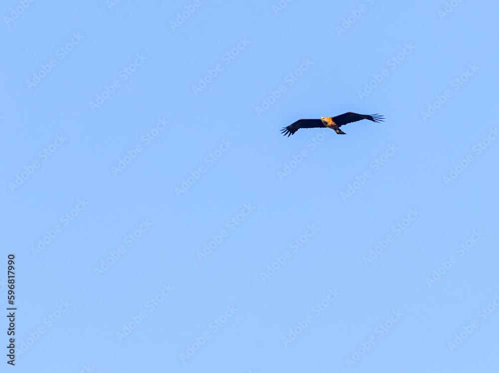 An Eagle looking down while flying An Eagle looking down while flying