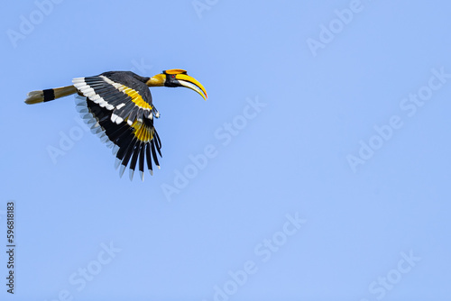 A Pied malabar horn bill flying in blue sky photo