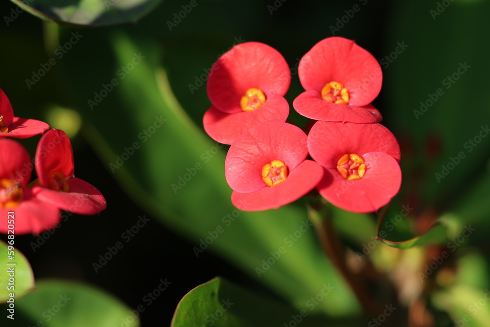 Fototapeta premium pink orchid flower