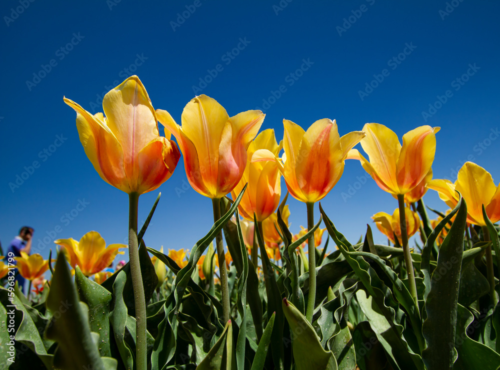 Fototapeta premium yellow tulips against blue sky