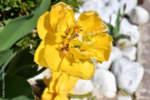 yellow flowers © Matija