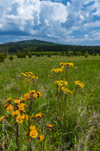 Typical spring landscape near Stozec  Nation park Sumava  Czech Republic