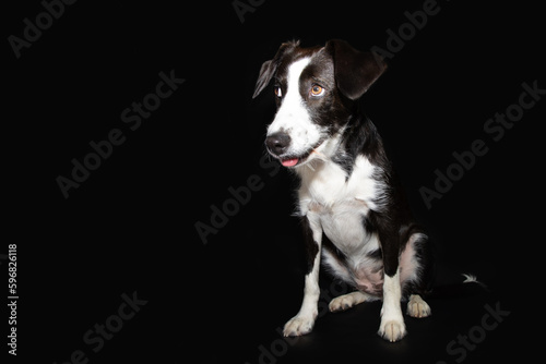 Portrait puppy dog sitting and looking away with concentrate and funny expression face. Isolated on black background