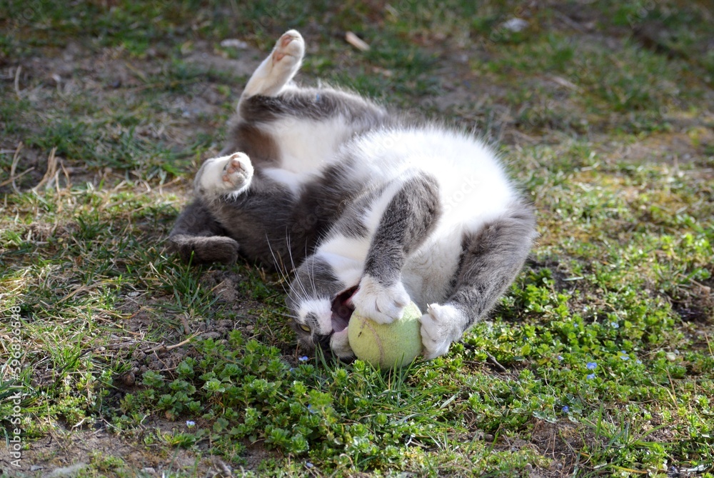 the gray cat is playing with the ball