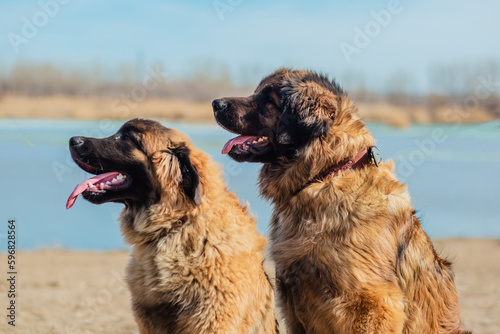Photography Dogs of the Leonberger breed sit on the banks of the river.