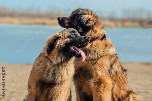 Dogs of the Leonberger breed sit on the banks of the river.