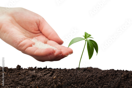 Human hand nurturing baby plant
