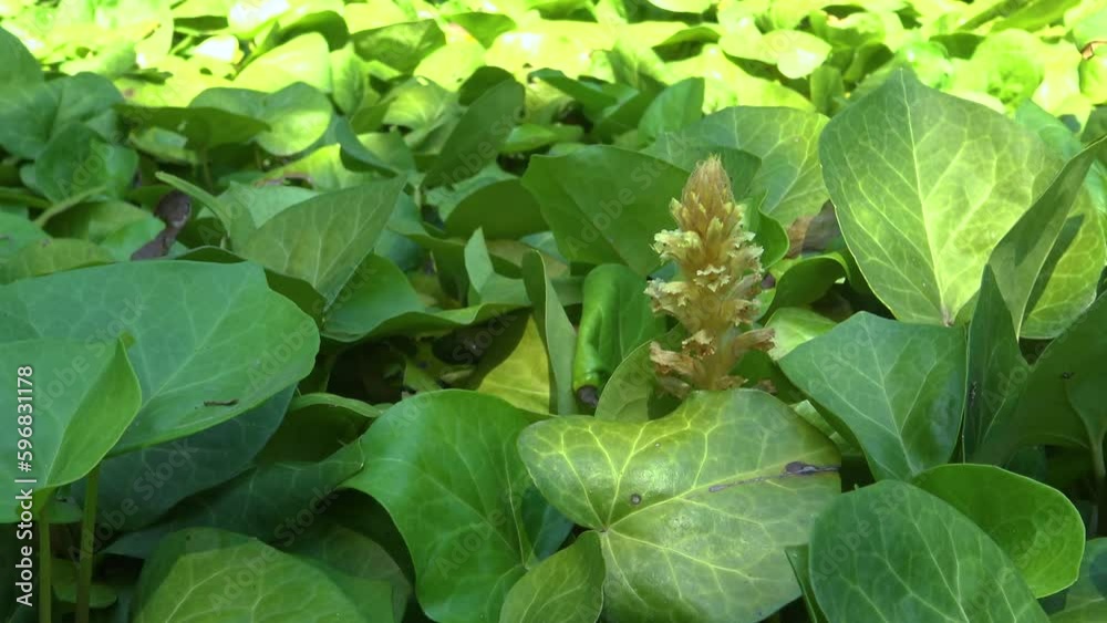 The ivy broomrape (Orobanche hederae) growth weed, ivy. The ivy broomrape (Orobanche hederae) growth weed, ivy.