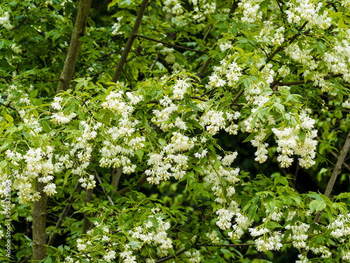 Staphylea colchica | Staphylée de Colchide - Faux pistachier de Colchide - Staphylier de Colchide. Arbuste à magnifique floraison blanche décorative et parfumée 