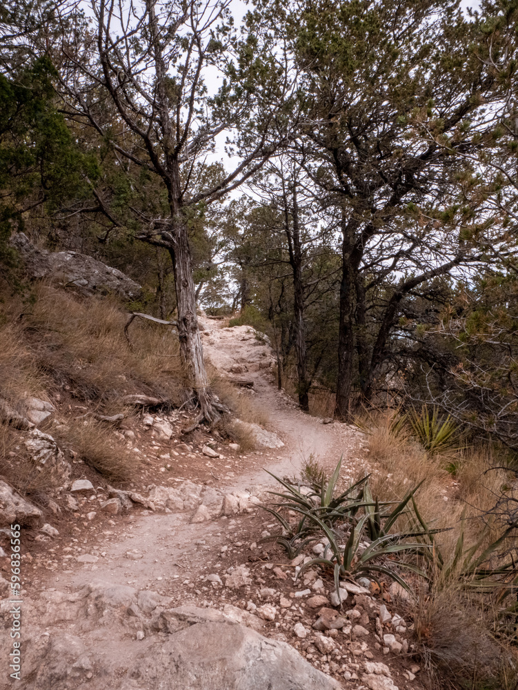 Hiking trail through pine forest at Guadalupe Peak Texas Hiking trail through pine forest at Guadalupe Peak Texas