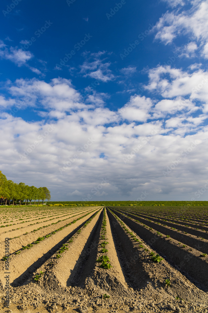 Spring view of potato field just after planting, Netherlands