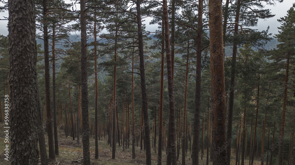 Forest of tall pines with tall trunk Forest of tall pines with tall trunk