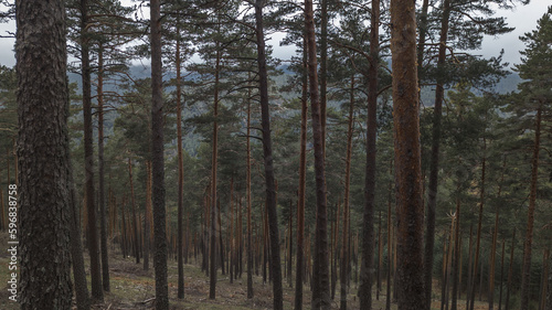 Forest of tall pines with tall trunk