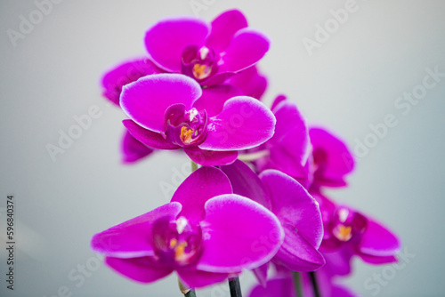 Rosafarbene, pinkene Orchidee einzeln auf weißem Hintergrund 