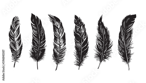 Hand drawn feather on white background	
