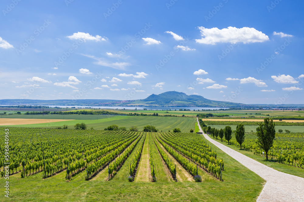 Vineyards under Palava near Sonberk, Southern Moravia, Czech Republic