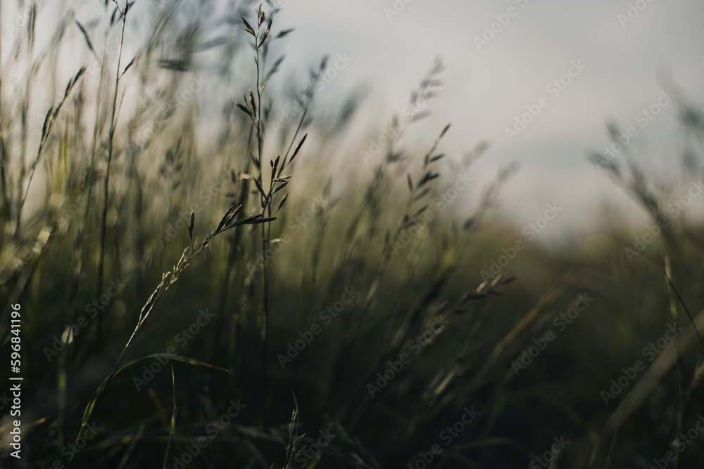 Natural landscape of green grass blades close up in the countryside. Beautiful natural countryside landscape with strong blurry background