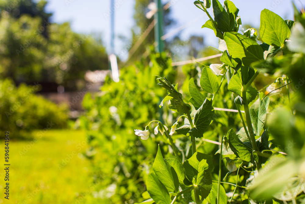 Pea crops planted in soil get ripe under sun. Cultivated land close up with sprout. Agriculture plant growing in bed row. Green natural food crop Pea crops planted in soil get ripe under sun. Cultivated land close up with sprout. Agriculture plant growing in bed row. Green natural food crop