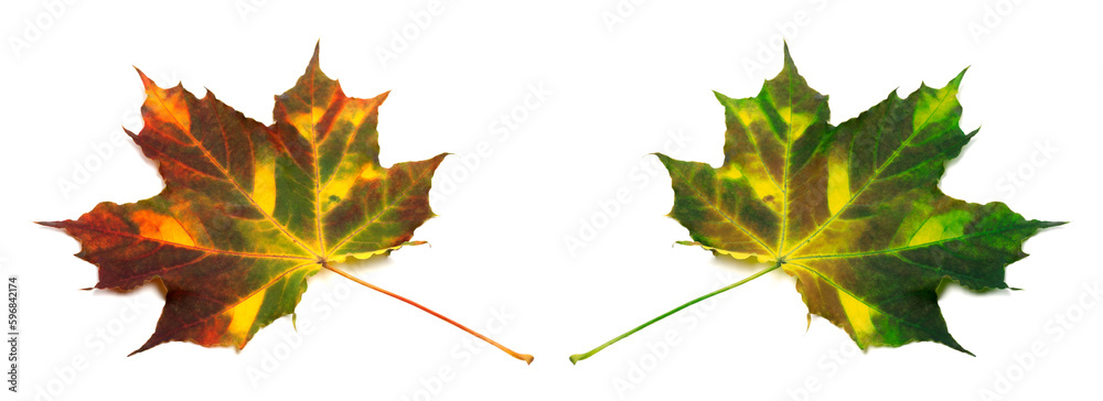 Multicolor autumn maple leafs Multicolor autumn maple leafs
