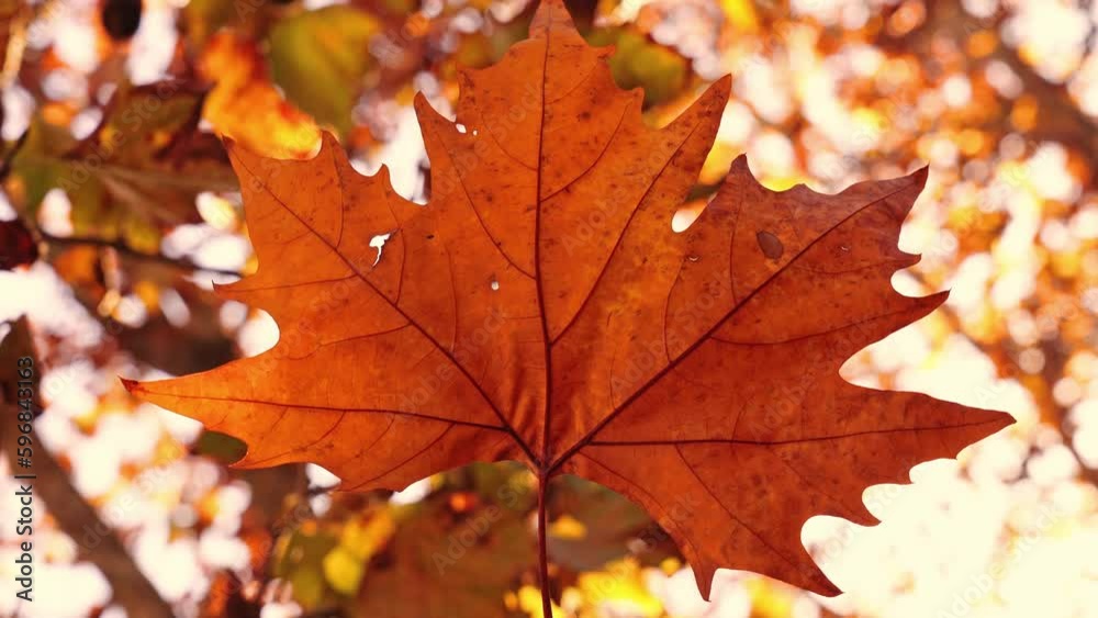 Light wind shakes dry maple leaf against blurred sunlight Light wind shakes dry maple leaf against blurred sunlight