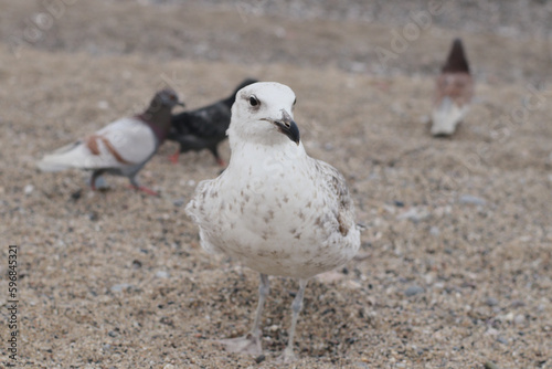 Gaviota portrait 
Playa de Barcelona