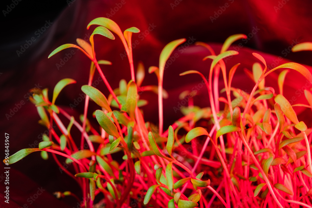 Red beet microgreen shoots close up on black background with water drops. Beet or mangold sprouts creative shots. Food decor. Superfood, healthy eating concept Red beet microgreen shoots close up on black background with water drops. Beet or mangold sprouts creative shots. Food decor. Superfood, healthy eating concept