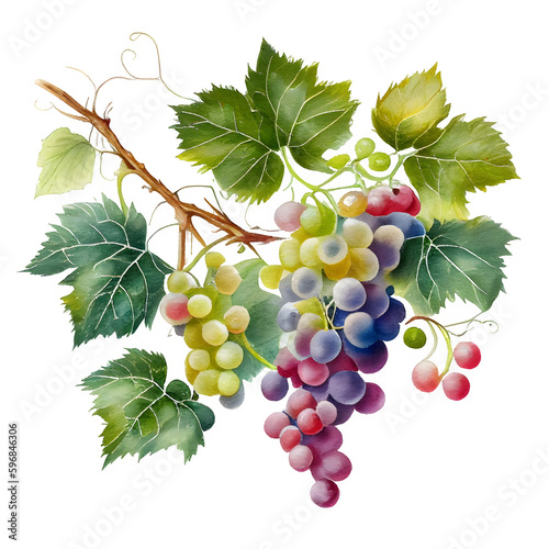 Watercolor wine illustration isolated