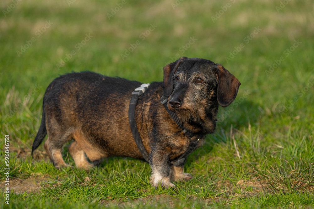 Old badger dog on green grass meadow in spring evening Old badger dog on green grass meadow in spring evening
