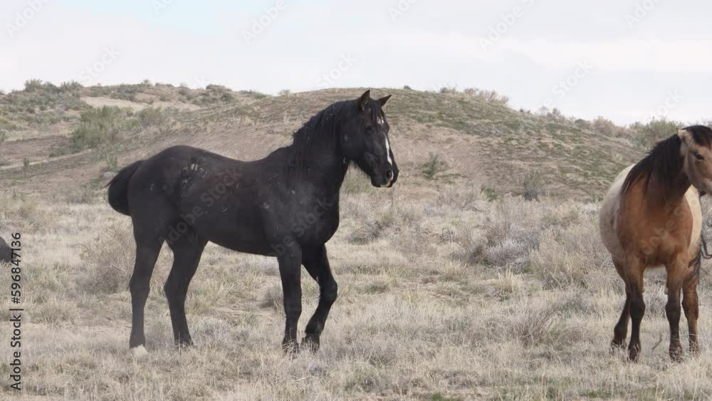 Horses from the South group of the Onaqui wild horse herd in the West desert of Utah. Horses from the South group of the Onaqui wild horse herd in the West desert of Utah.