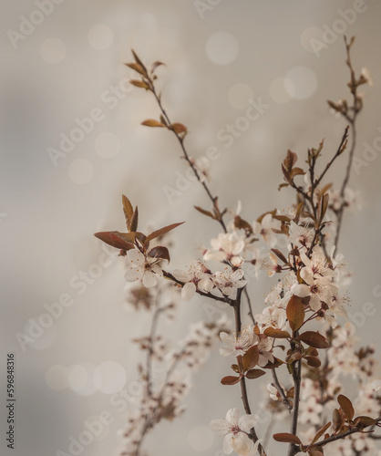 Blossoming branch of cherry on a gray background.