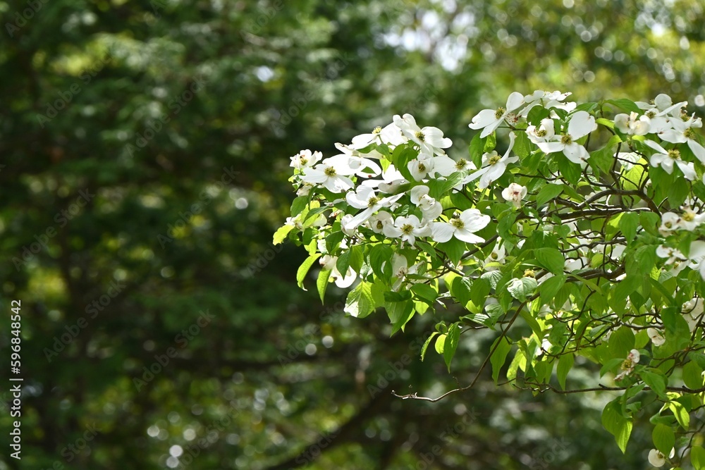 Flowering dogwood ( Cornus florida ) white flowers.
Cornaceae deciduous tree. The large white involucral bract is beautifully used for garden trees, park trees, and roadside trees.