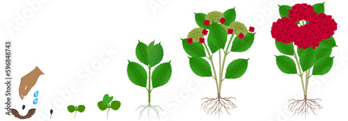 Cycle of growth of red hydrangea isolated on a white background.