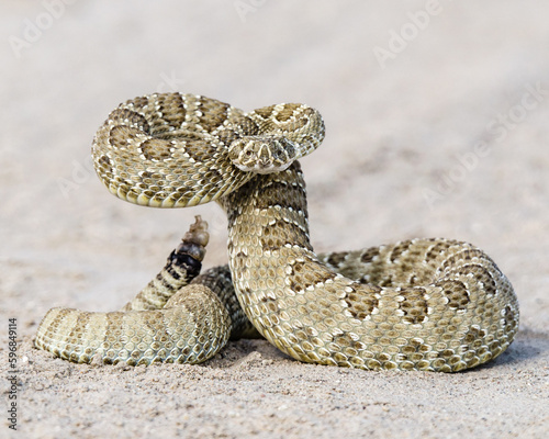 Prairie Rattlesnake in strike pose photo