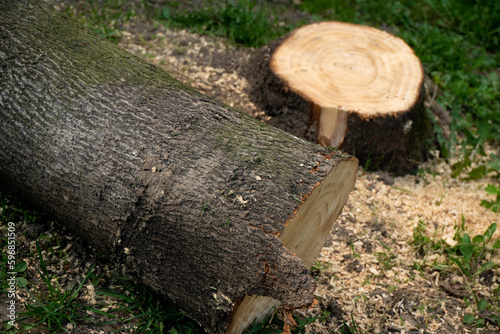 Stump and felled live tree in the forest, background
