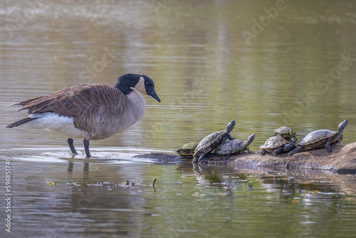 Canada goose with a line of turtles in the water