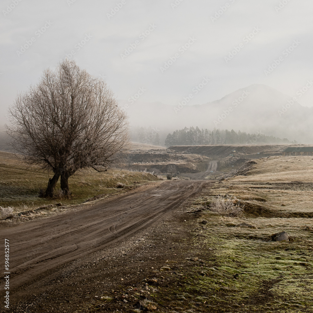 Lone tree next to dirt road leading into the foggy mountains in Racos village, Transylvania  