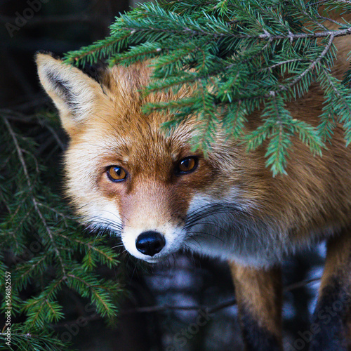 Red fox hiding under a green branch in the forest in Bucegi mountains. Romania