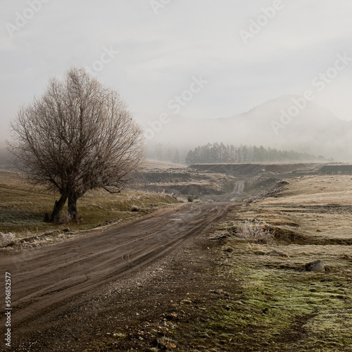 Lone tree next to dirt road leading into the foggy mountains in Racos village, Transylvania  
