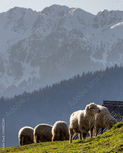 Sheep grazing in the mountains in Magura village 