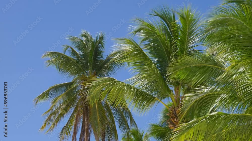 Green palm tree on blue sky background. Palm trees against a beautiful blue sky. Beach on the tropical island. View of palm trees against sky. Palm trees blowing in the wind. Handheld shot Green palm tree on blue sky background. Palm trees against a beautiful blue sky. Beach on the tropical island. View of palm trees against sky. Palm trees blowing in the wind. Handheld shot