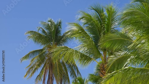 Wallpaper Mural Green palm tree on blue sky background. Palm trees against a beautiful blue sky. Beach on the tropical island. View of palm trees against sky. Palm trees blowing in the wind. Handheld shot Torontodigital.ca