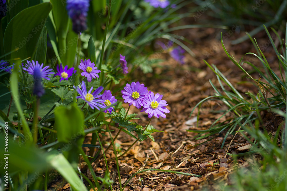 Fresh spring flowers on a sunny day. Fresh spring flowers on a sunny day.